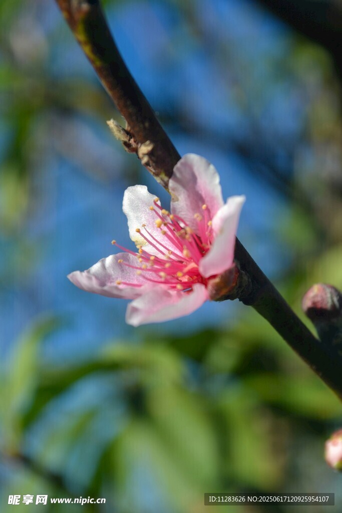 枝頭綻放的嬌艷桃花