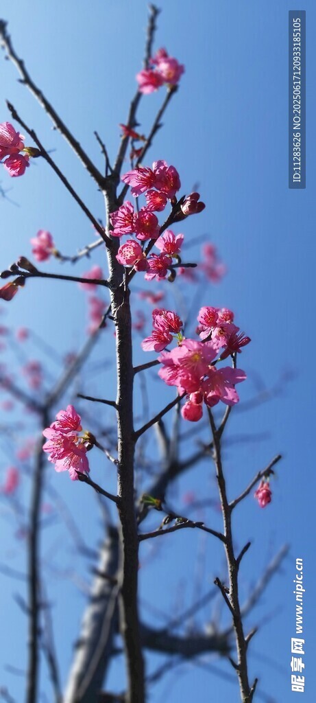 枝頭綻放梅花