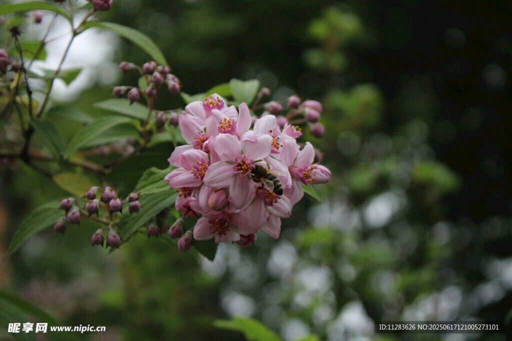 粉色海棠花