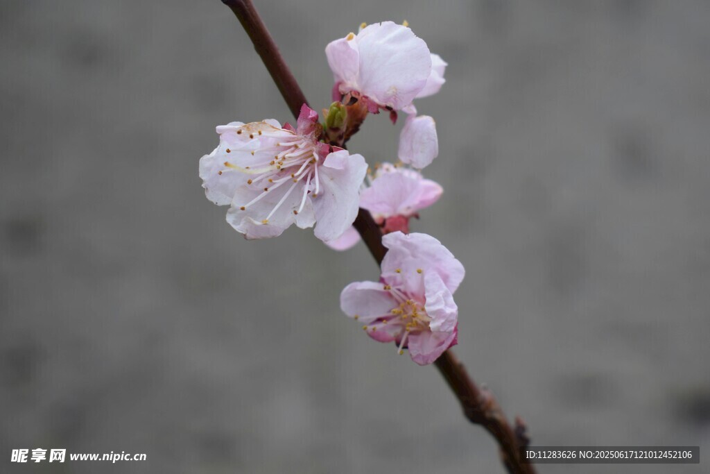 枝頭綻放的粉嫩桃花
