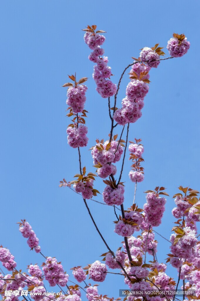 藍天映襯下的粉嫩櫻花枝