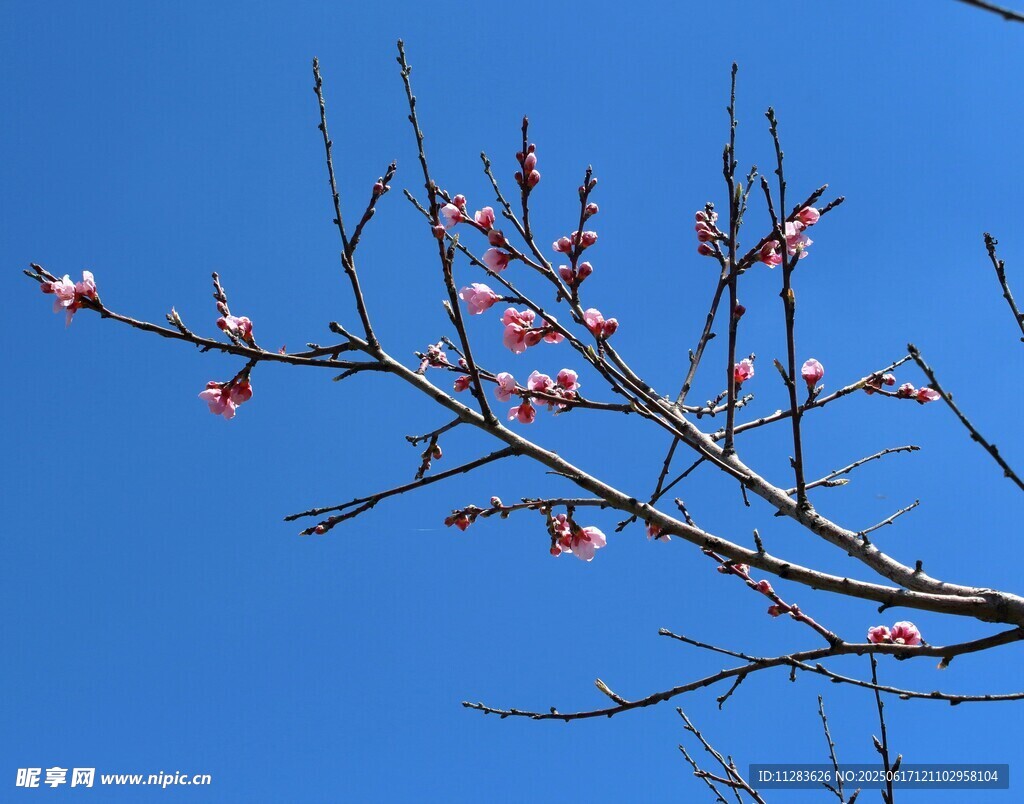 藍天映襯下的梅花