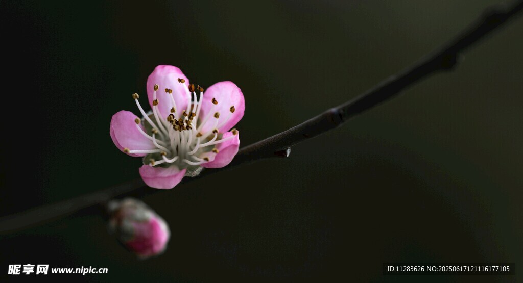 嬌艷桃花枝頭綻放