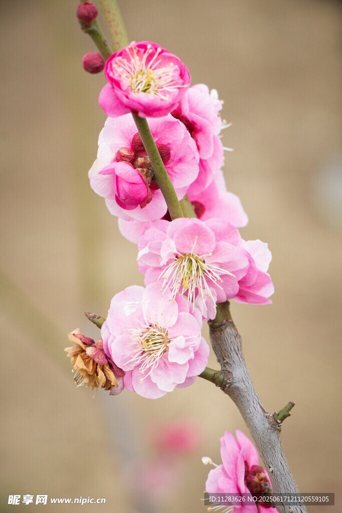 粉色梅花枝頭綻放