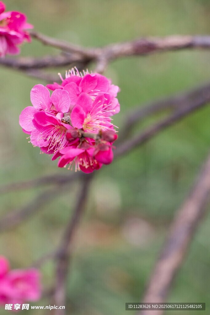 嬌艷桃花枝頭蜜蜂采蜜