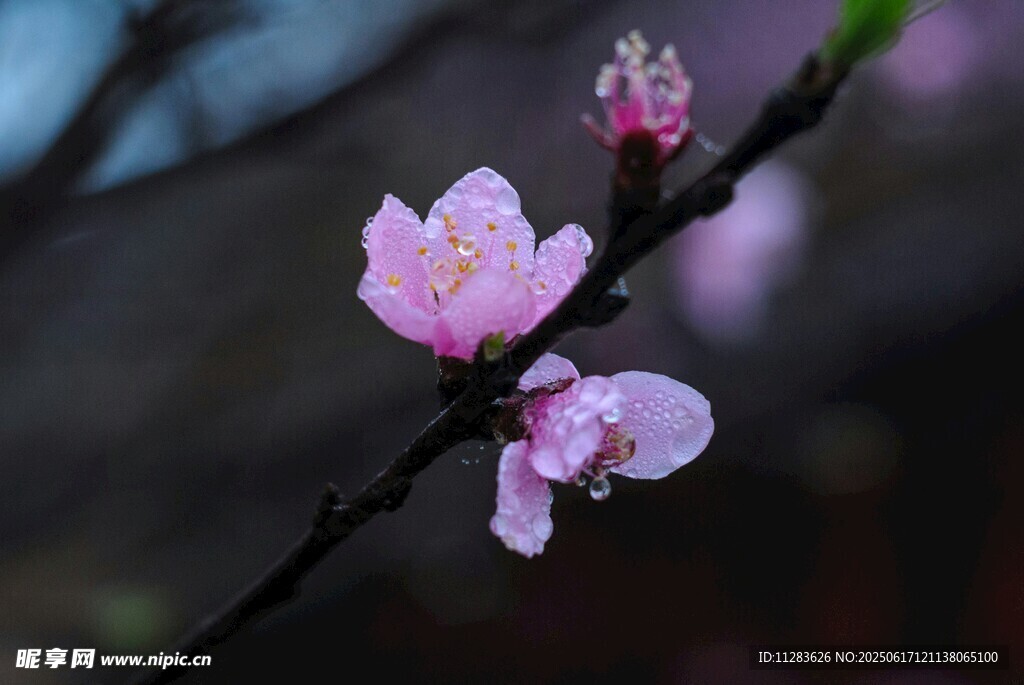 枝頭梅花
