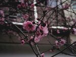 枝頭綻放的嬌艷粉色梅花