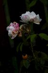 嬌艷白薔薇綻放