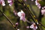 枝頭綻放的粉嫩桃花