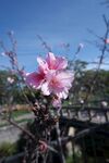 枝頭綻放的嬌艷粉色桃花
