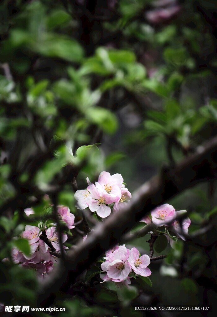 枝頭綻放的粉嫩桃花
