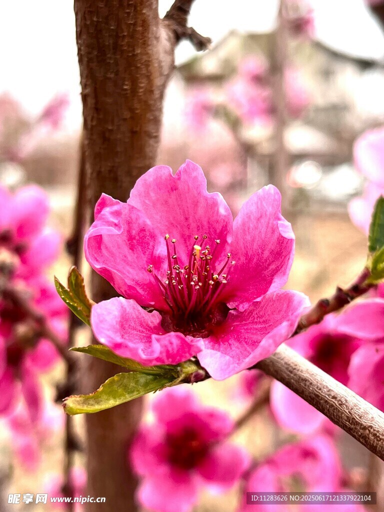 嬌艷桃花綻放枝頭