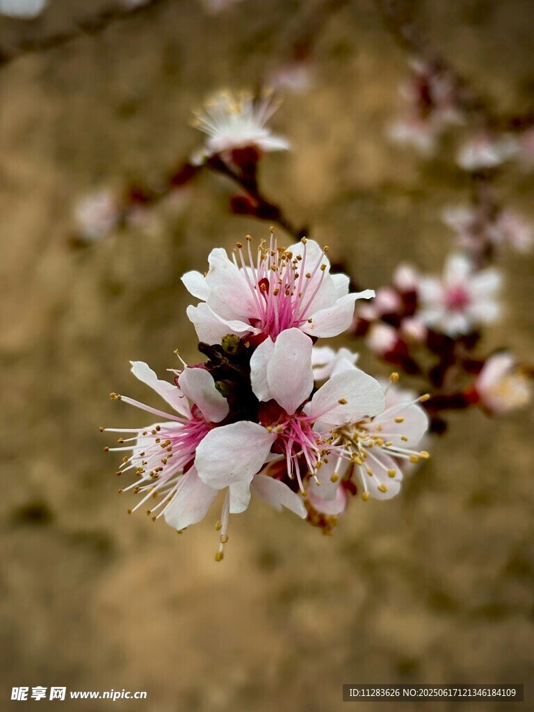 枝頭綻放的嬌艷桃花