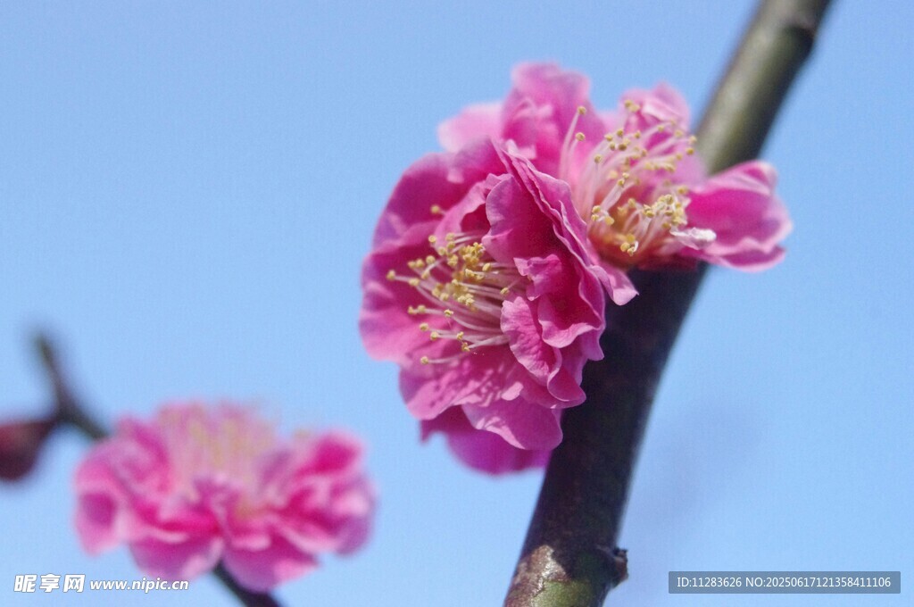 枝頭綻放的嬌艷粉色梅花