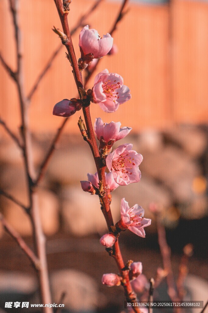 枝頭綻放的粉嫩桃花