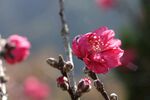 嬌艷綻放的枝頭粉色梅花