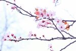 枝頭綻放的粉嫩杏花