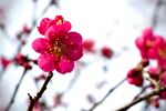 嬌艷紅梅綻放枝頭