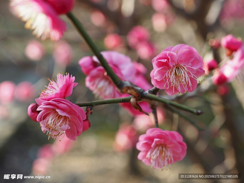 嬌艷綻放的粉色梅花