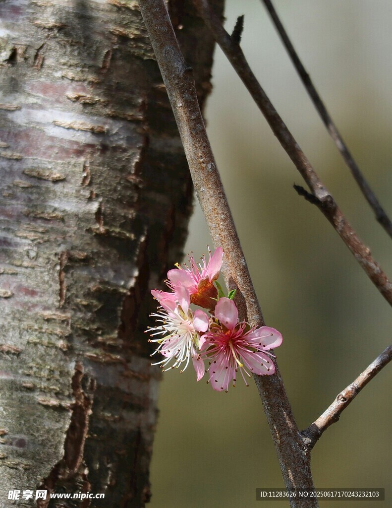 枝頭綻放的桃花