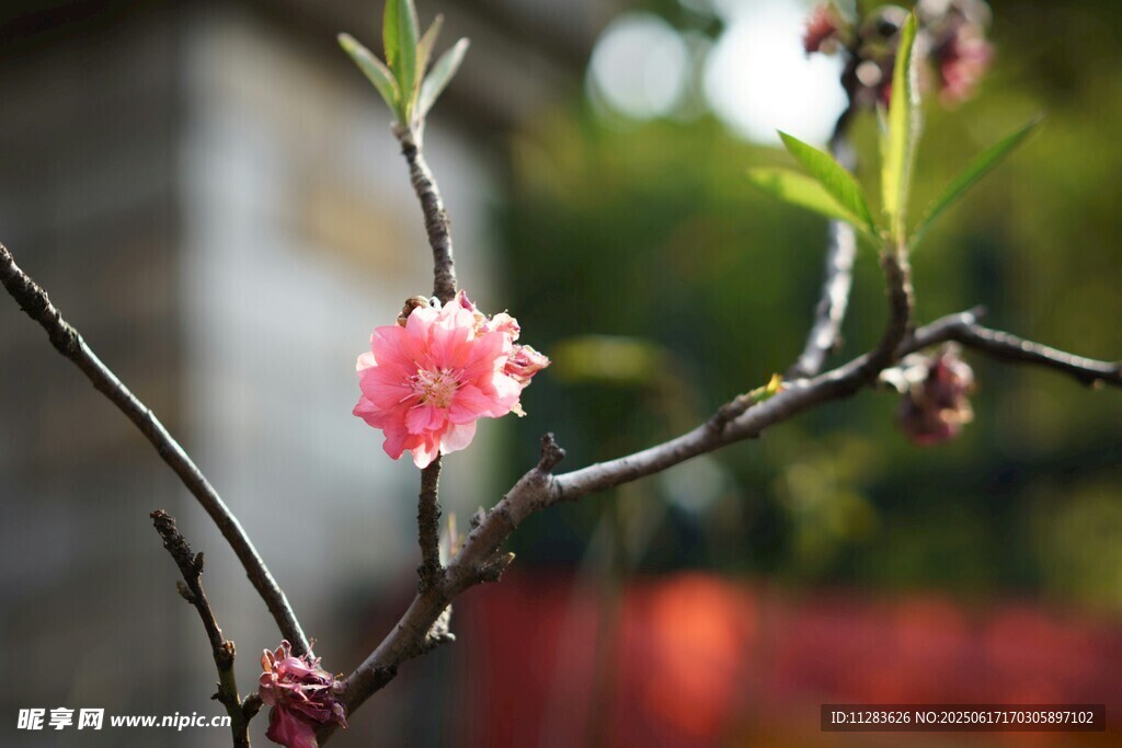 枝頭綻放的嬌艷桃花