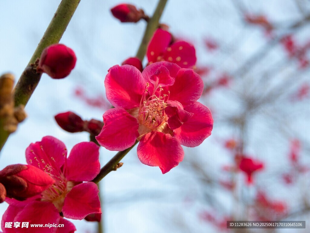 枝頭綻放的嬌艷紅梅花