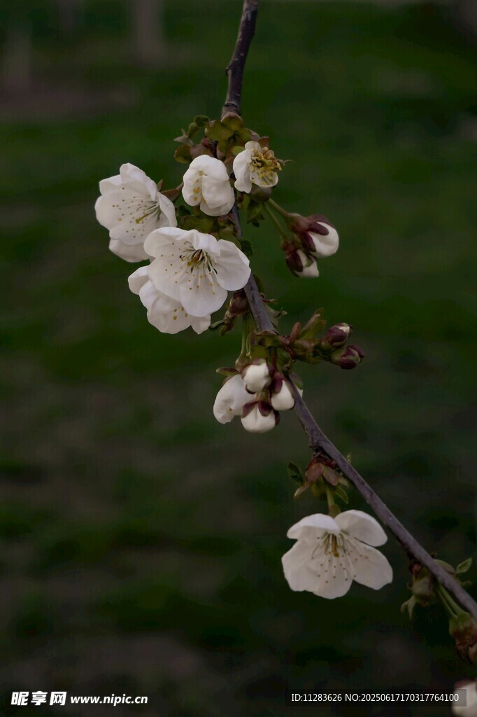 枝頭綻放的白色梅花