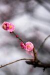 枝頭綻放的嬌艷粉色梅花