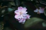 嬌艷粉色桃花