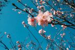 藍天映襯下的粉嫩桃花