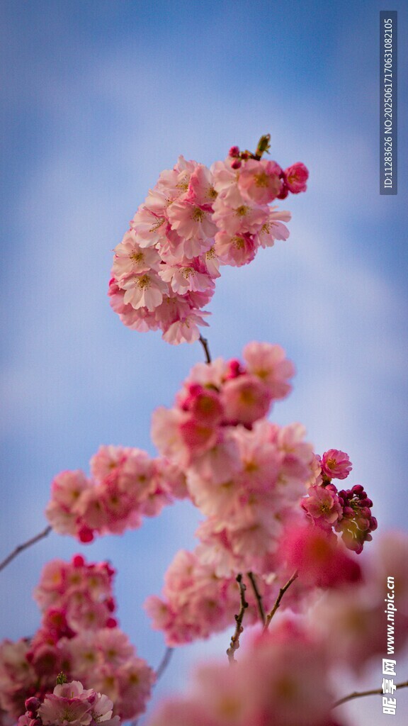 枝頭櫻花