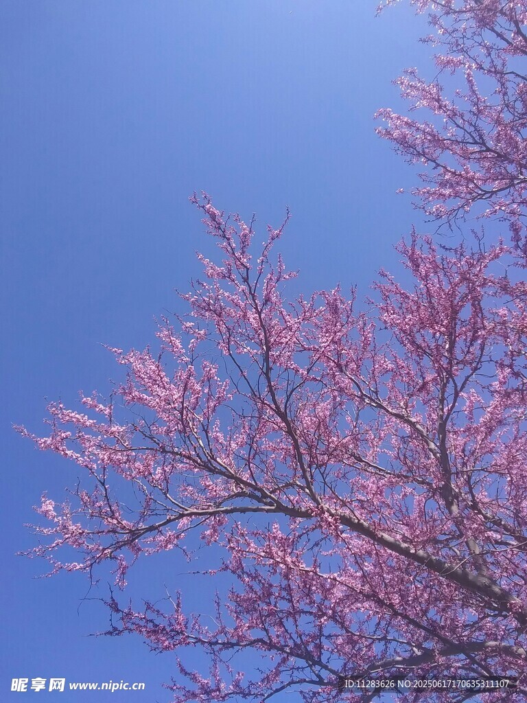 藍天映襯下的櫻花