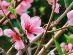 嬌艷桃花綻放枝頭