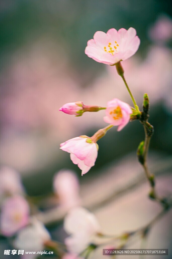 粉嫩櫻花綻放枝頭