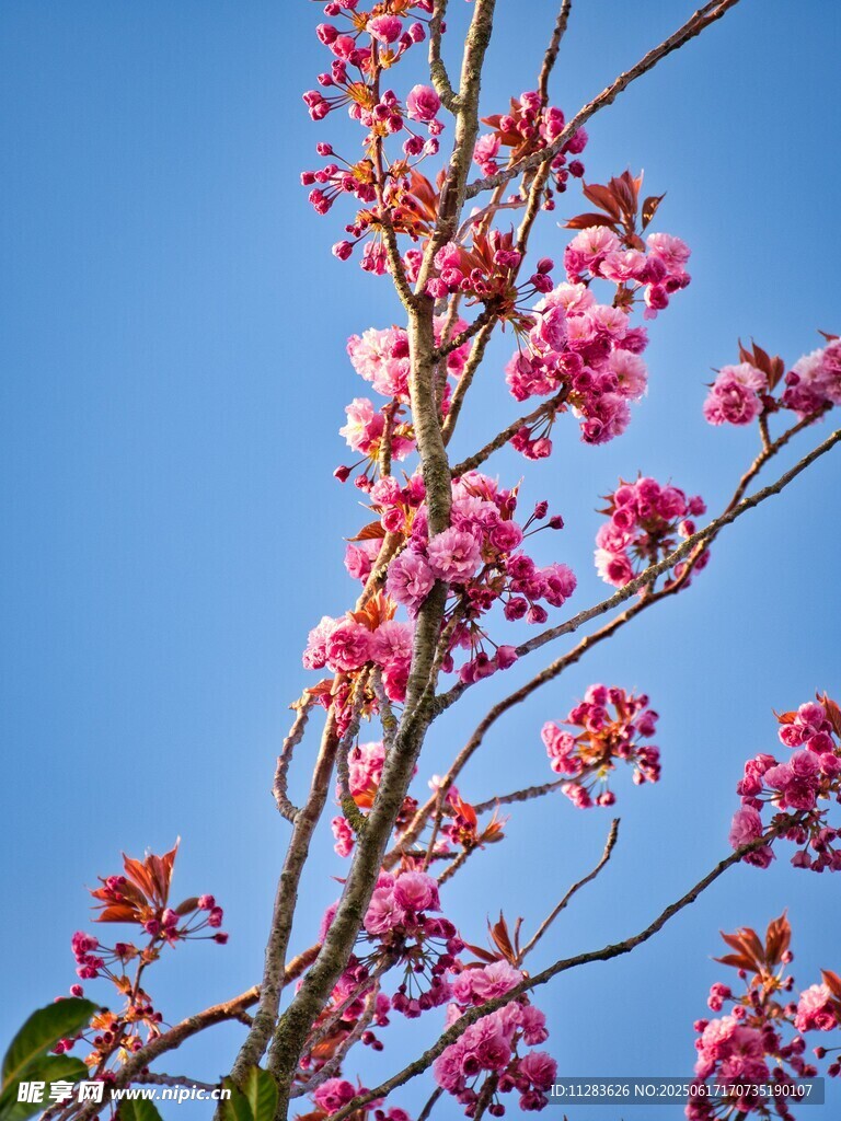 藍天映襯下的絢爛梅花