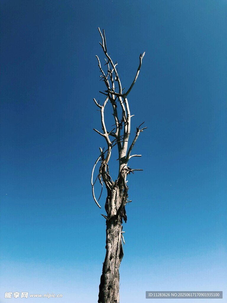 藍天之下的孤獨枯樹