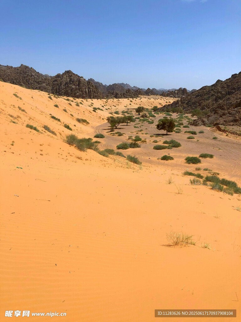 金黃沙漠中的稀疏植被