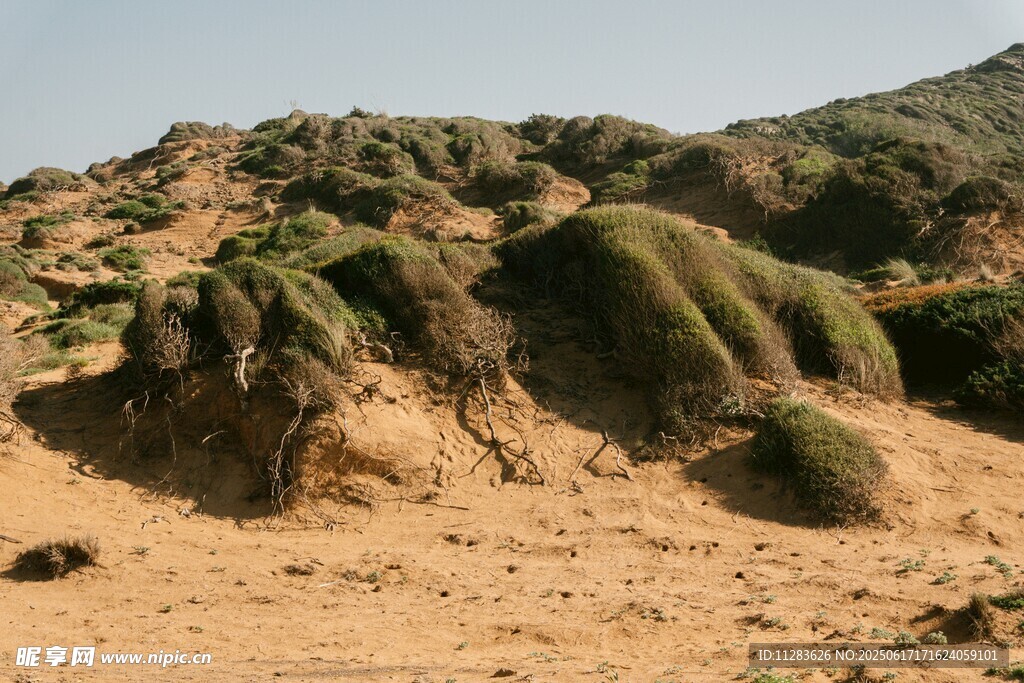 沙漠中的獨特植被景觀
