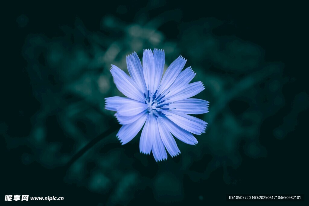 藍色菊苣花特寫