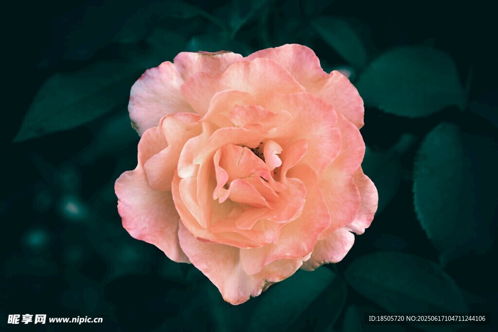 玫瑰花特寫