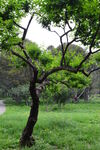 公園風景 