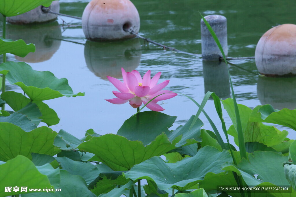 荷花荷葉  