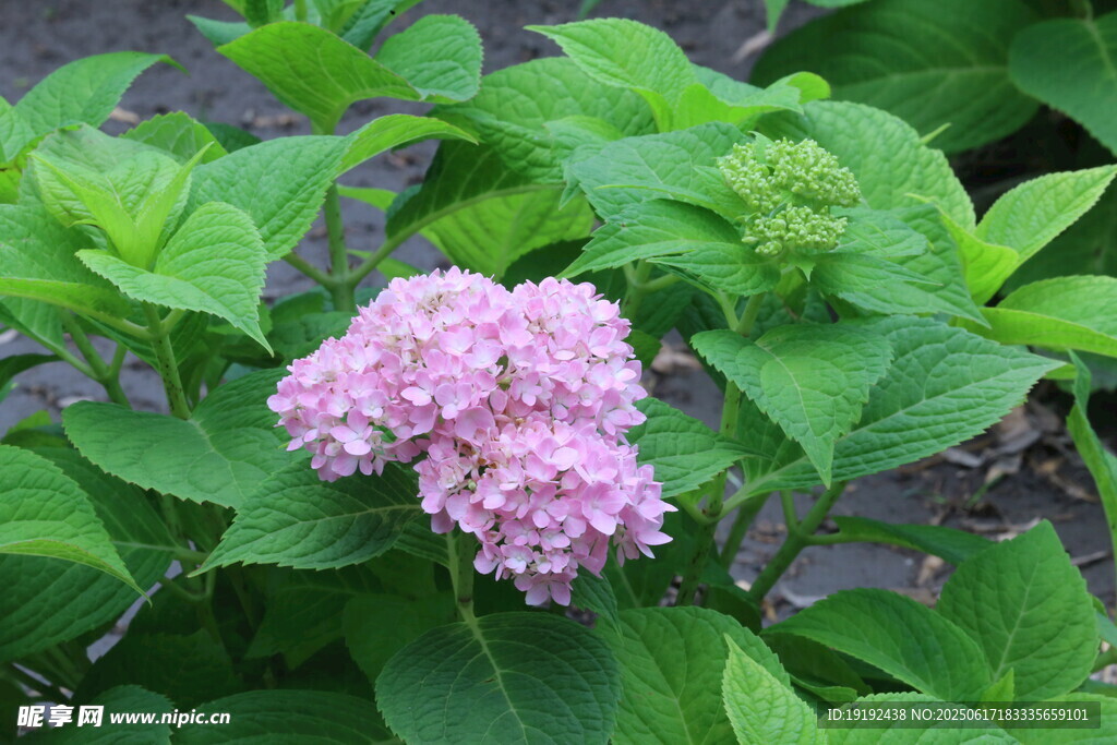 繡球花 