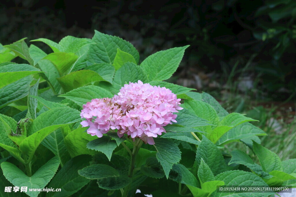 繡球花 