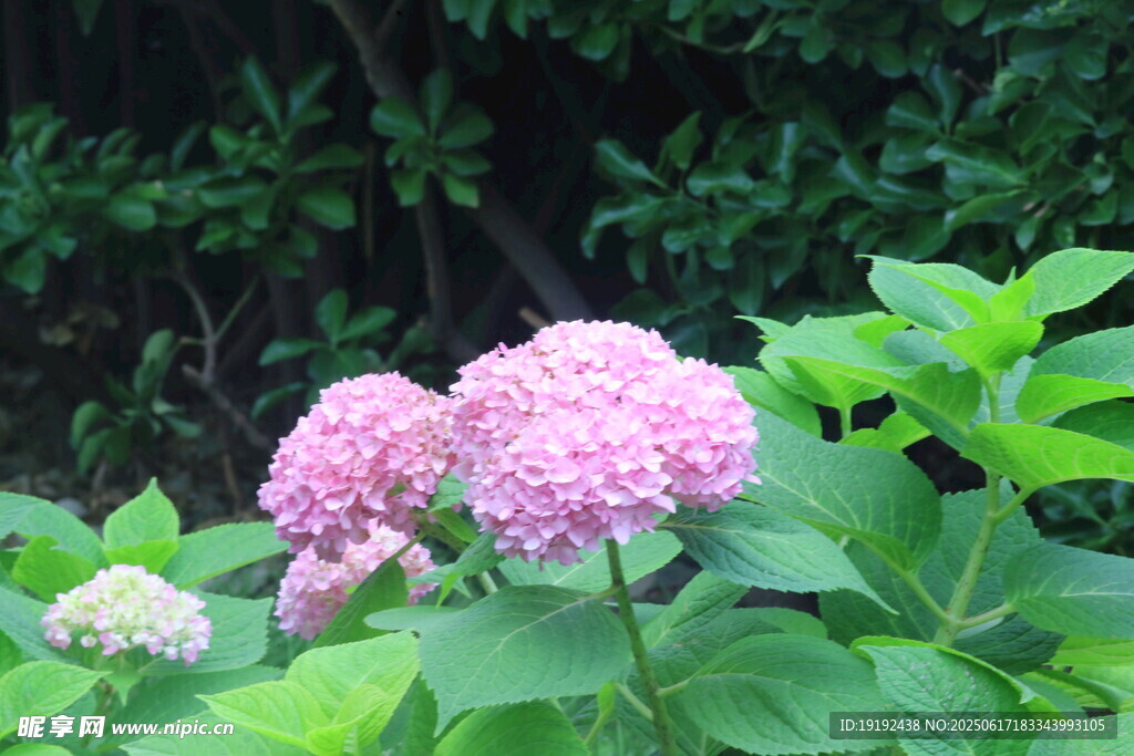 繡球花  