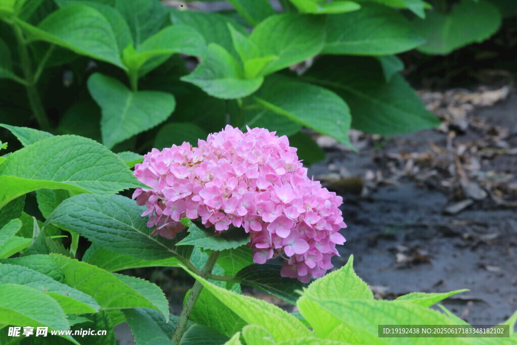 繡球花  