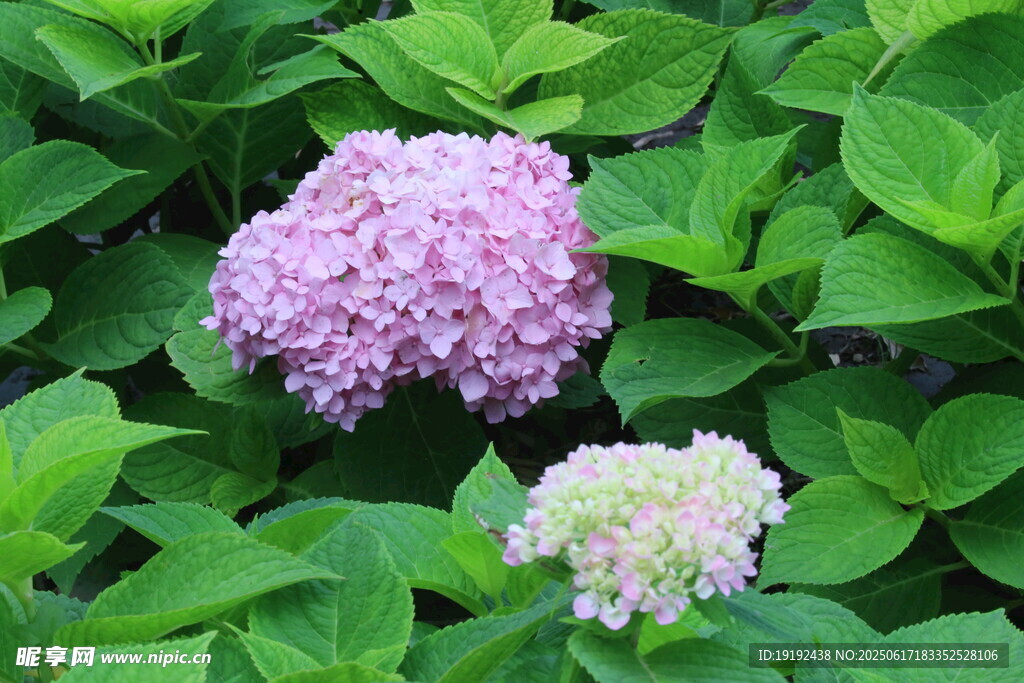 繡球花 