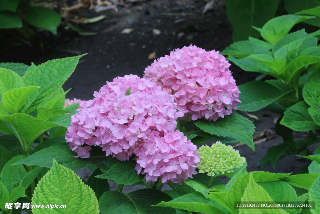 繡球花  