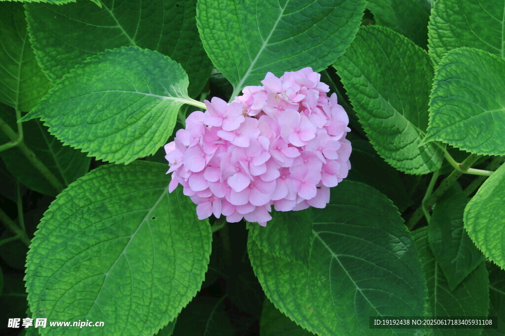 繡球花 