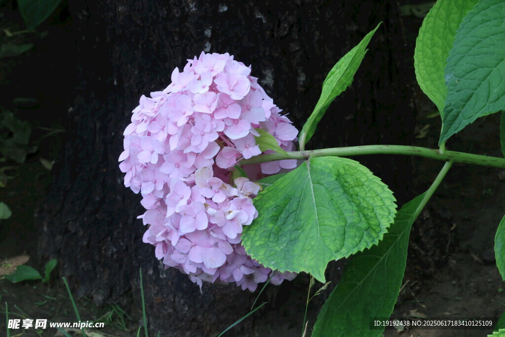 繡球花  